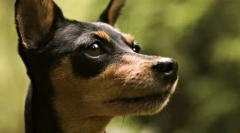Terrier de jucător de jucaries